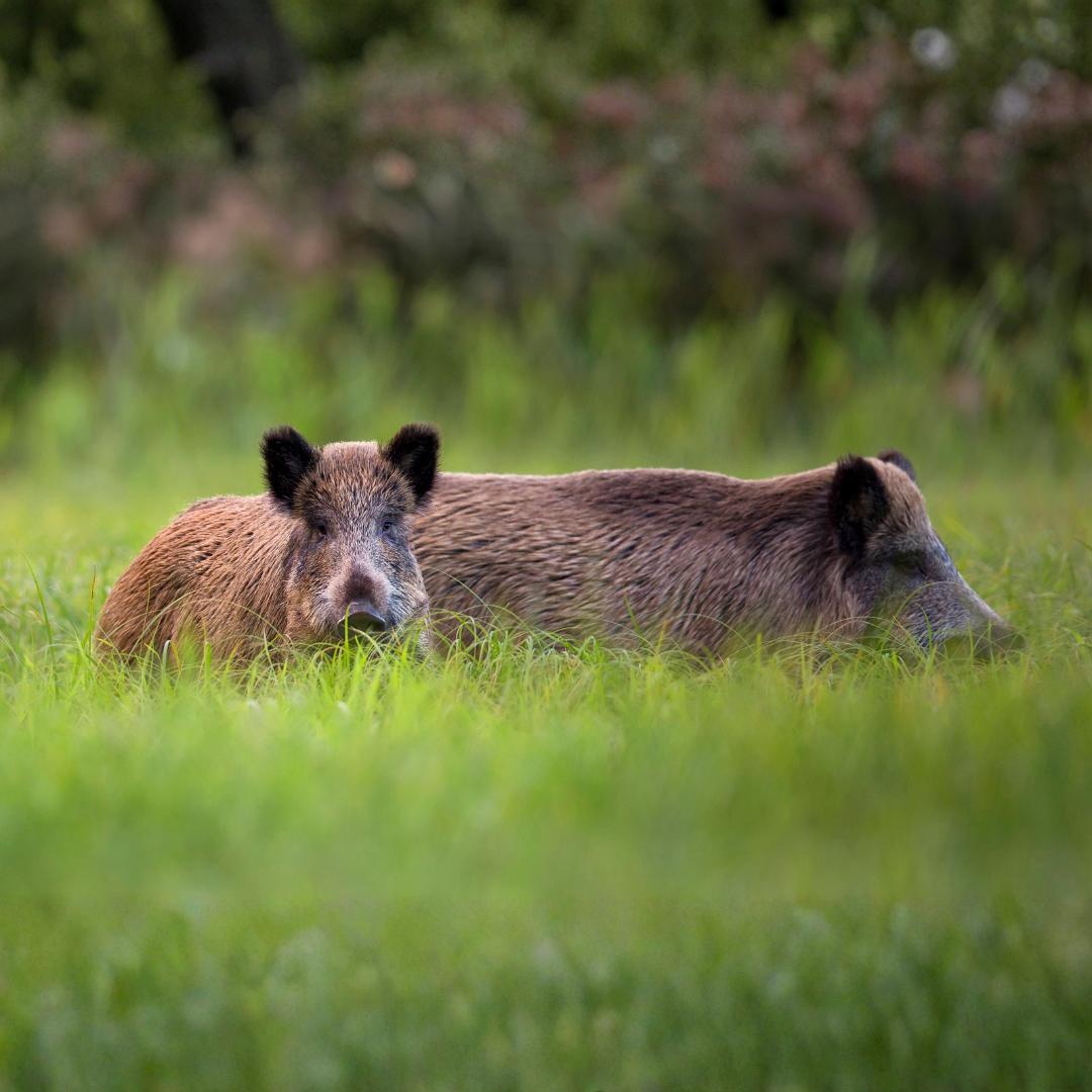 28.06.2026 Seminar: Wildschaden schätzen (Oberpfalz)