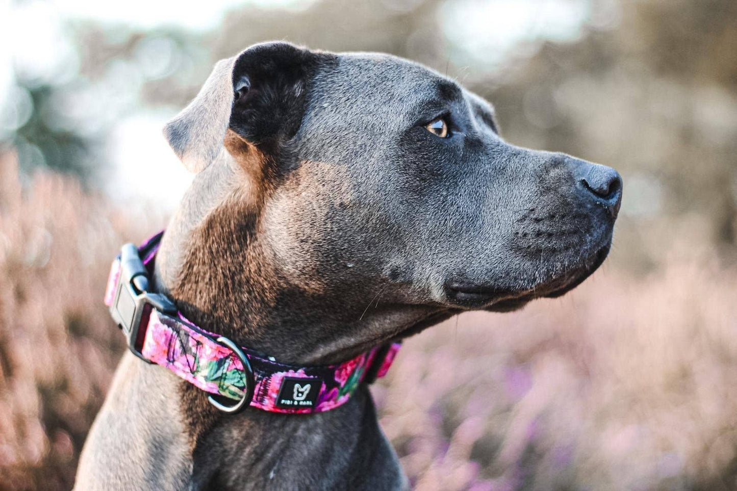 Breites Hundehalsband Empowerment