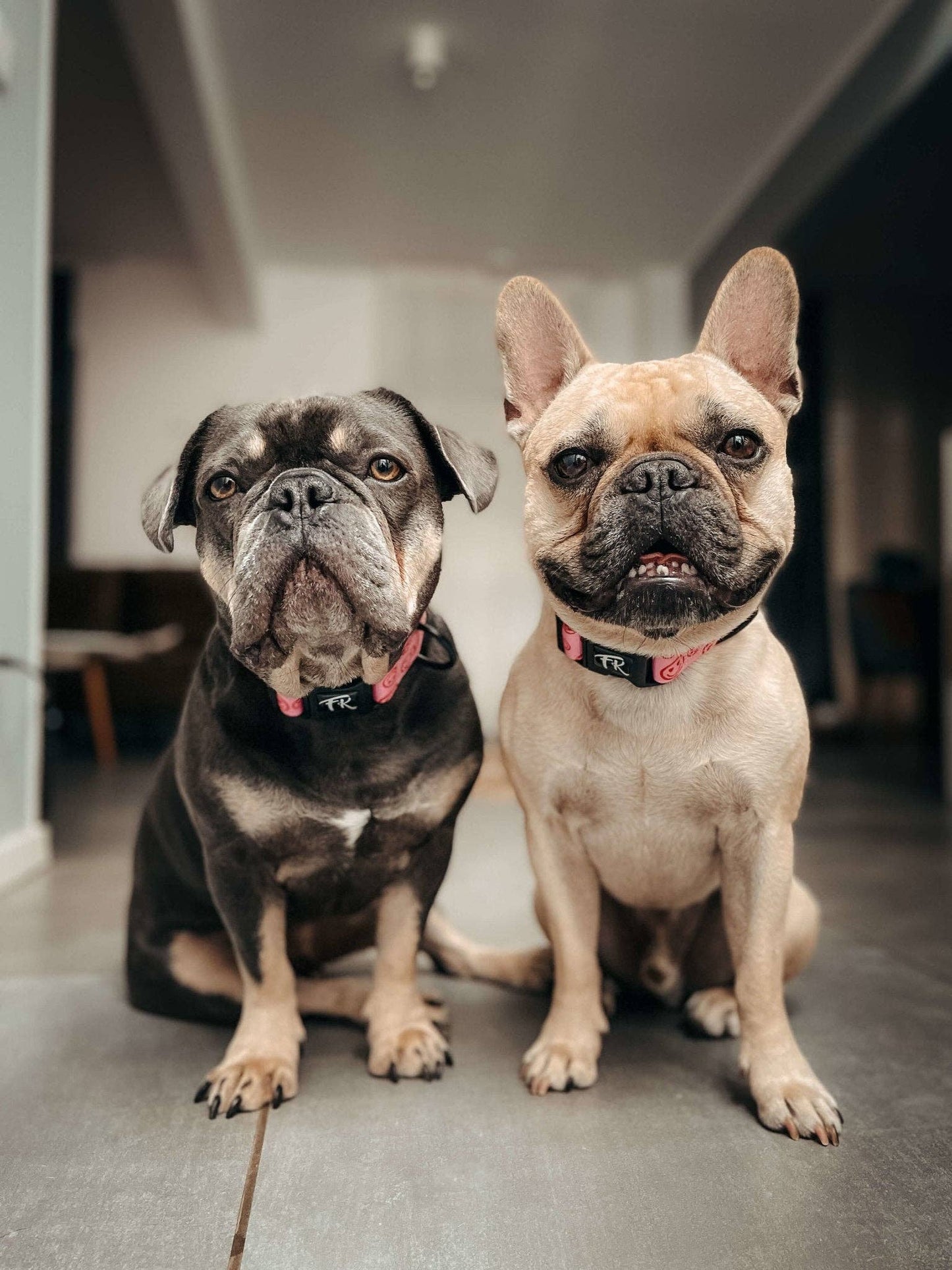 Hundehalsband Happy Hearts