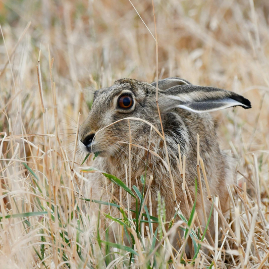 04.-07.06.2026 Seminar: Aufbaukurs Jagdaufseher - Niederwild (Oberpfalz)