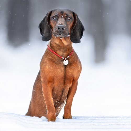 Jagdscheinausbildung Jungjägerkurs Januar 2026