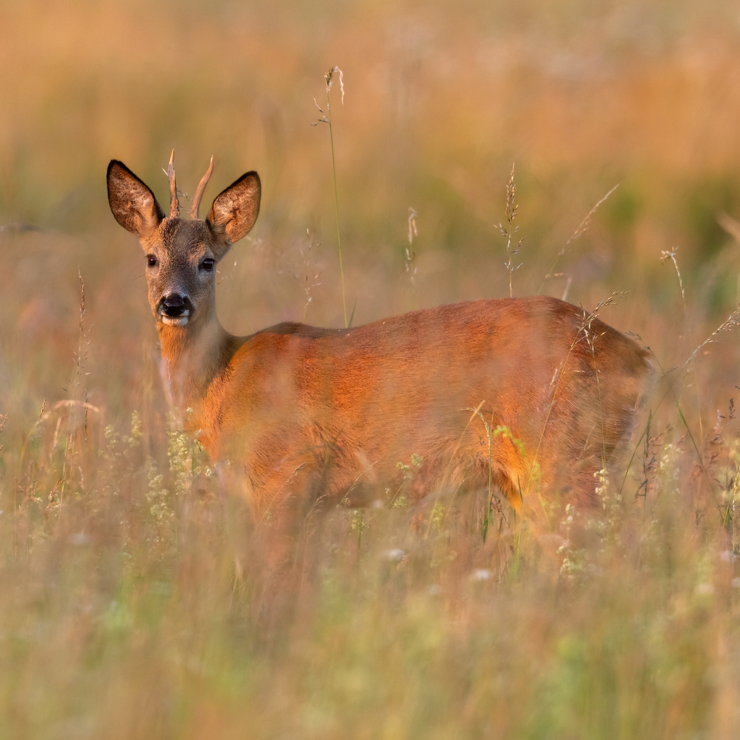 Jagdscheinausbildung Jungjägerkurs Januar 2026