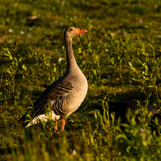 02.08.2026 Seminar: Gänsebejagung (Oberpfalz)