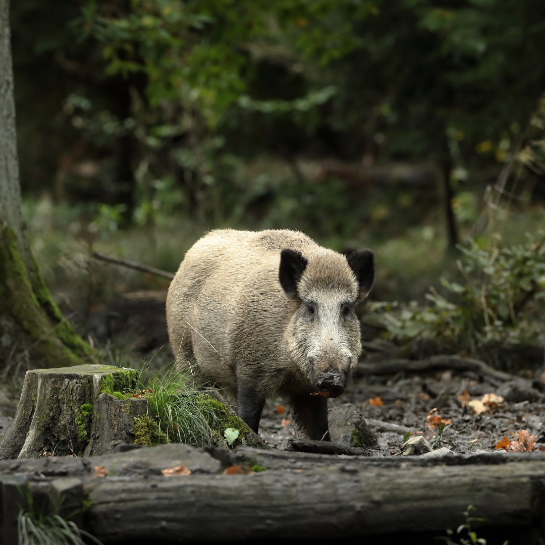 08.03.2026 Seminar: Schwarzwildbewirtschaftung (Oberpfalz)