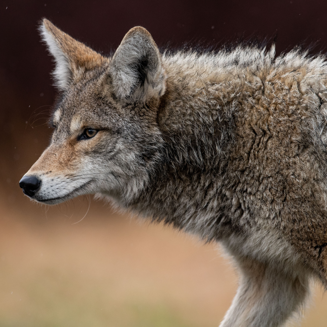 31.07.2026 Vortrag: Der Wolf (Oberpfalz)