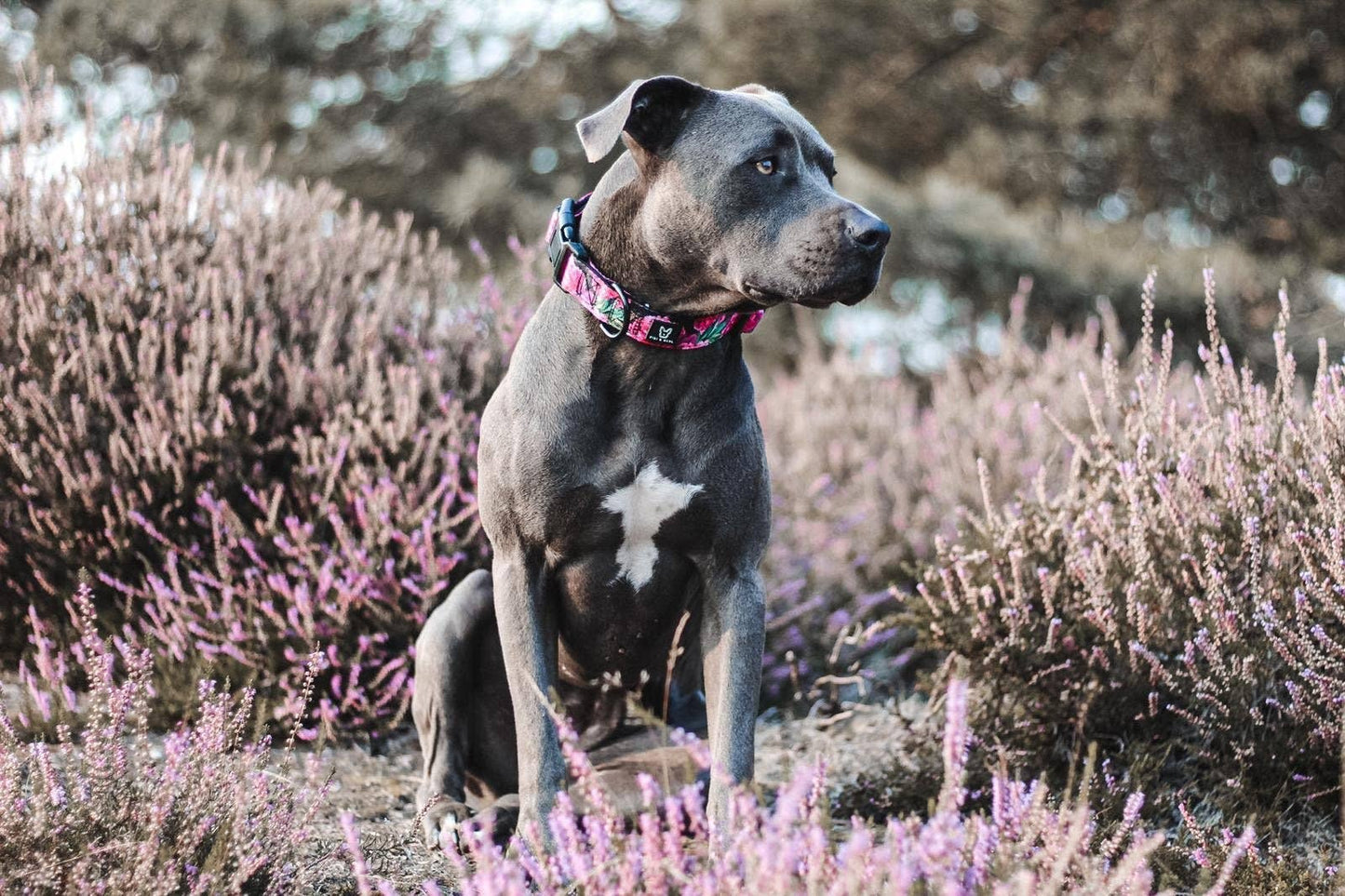 Breites Hundehalsband Empowerment