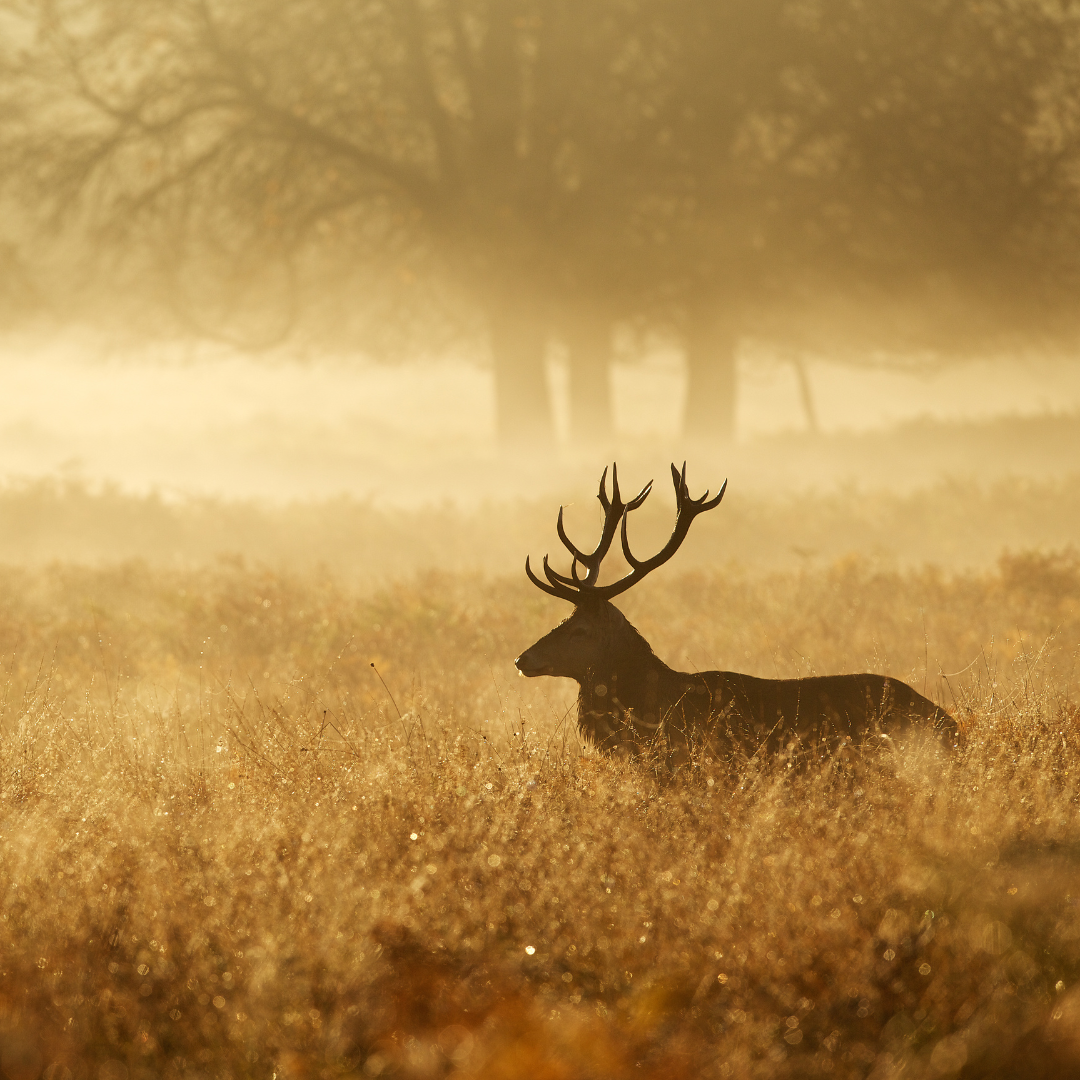 Geschenkgutschein 100€ Jagdschule Sedlmeier
