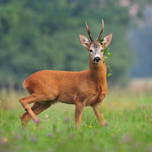 07.03.2026 Seminar: Rehwildbewirtschaftung (Oberpfalz)