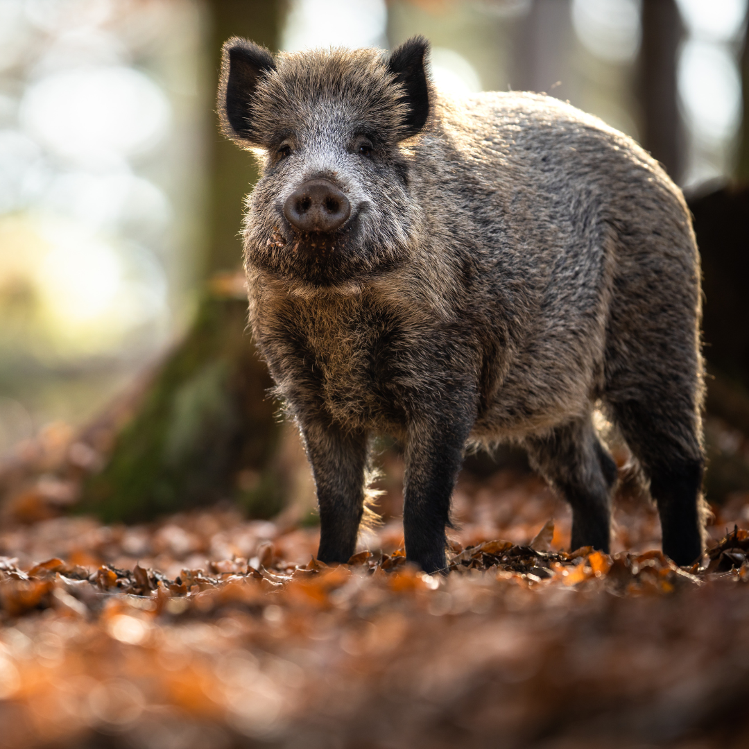 Geschenkgutschein 100€ Jagdschule Sedlmeier