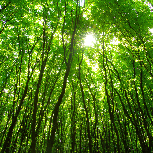 Jagdscheinausbildung Jungjägerkurs Januar 2026